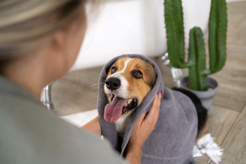 Dog Grooming Business Insurance: Costs and Must-Have Coverage
